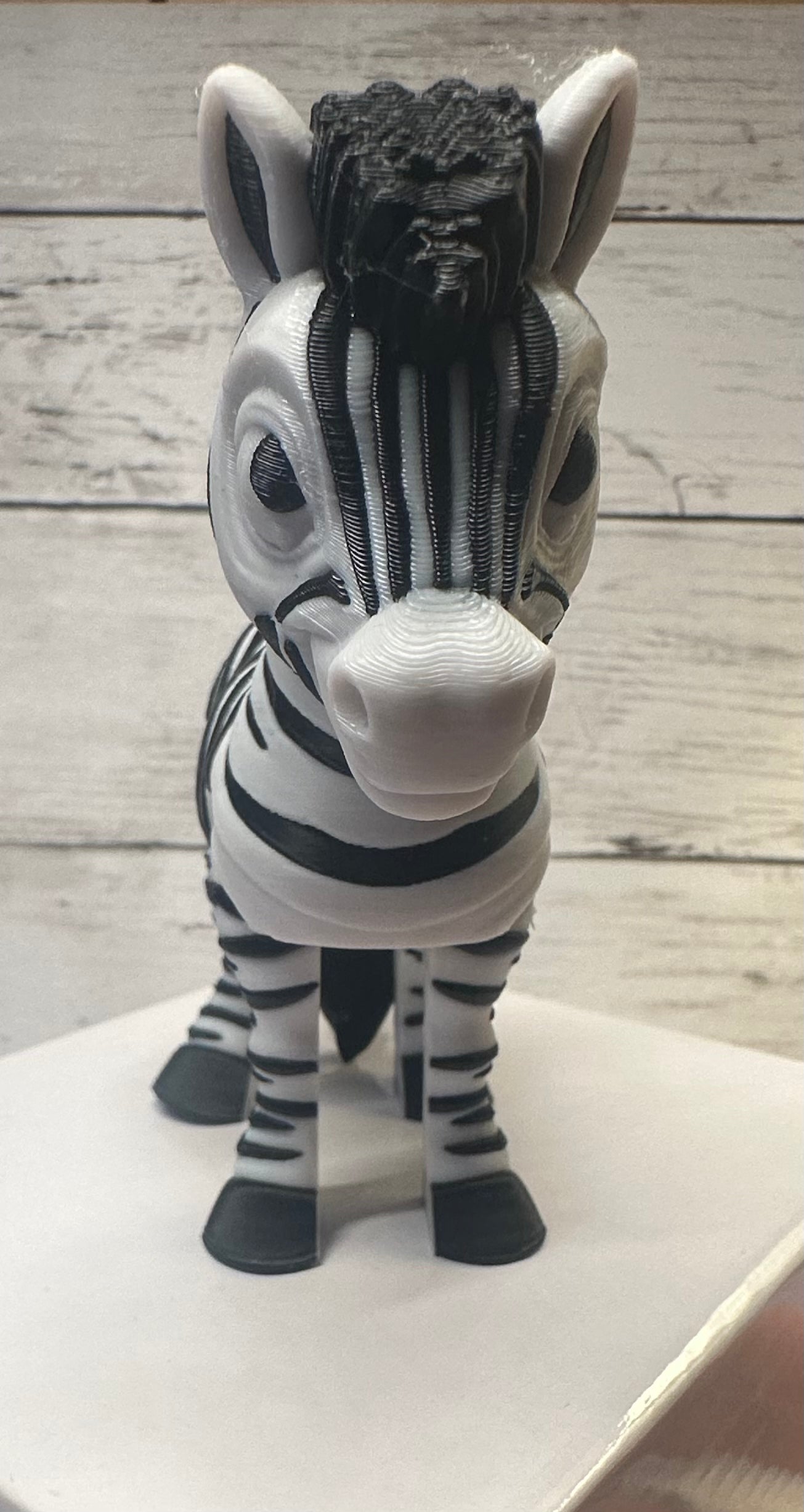 Zebra