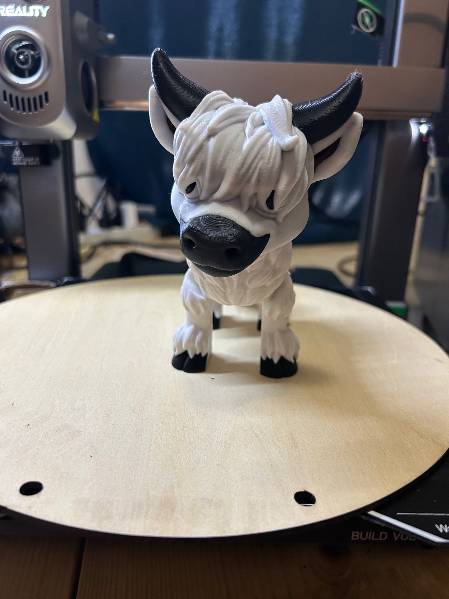Snowball-Highland Cow