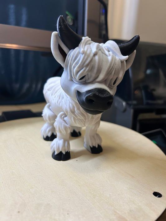 Snowball-Highland Cow